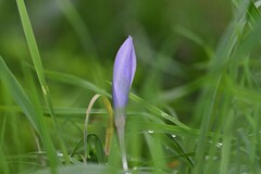 Crocus serotinus