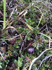 Vaccinium macrocarpon