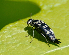 Hoshihananomia octopunctata