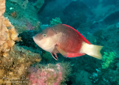 Notolabrus gymnogenis