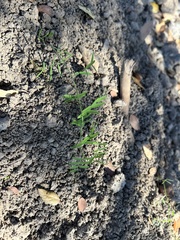 Vicia sativa