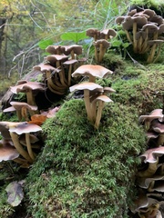 Hypholoma lateritium