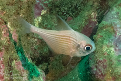 Pempheris multiradiata