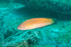 Austrolabrus maculatus