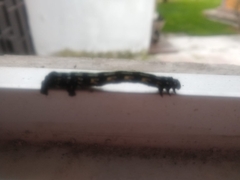 Acronyctodes mexicanaria