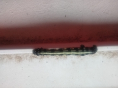 Acronyctodes mexicanaria