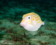 Anoplocapros inermis