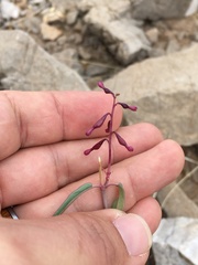 Cyphomeris gypsophiloides