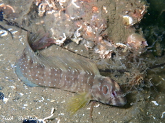 Salaria pavo