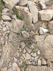 Cyphomeris gypsophiloides