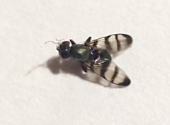 Ulidiinae