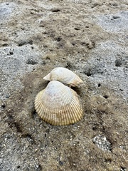 Clinocardium nuttallii