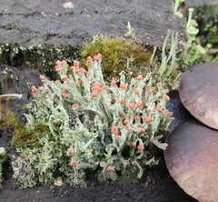 Cladonia floerkeana