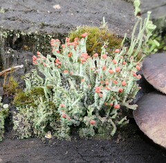 Cladonia floerkeana