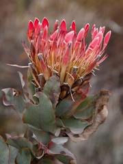Protea eximia