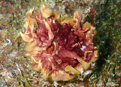 Schizoporella errata