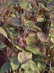 Acalypha wilkesiana