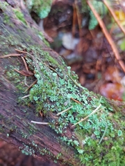 Cladonia asahinae
