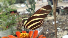Heliconius charithonia vazquezae