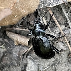 Calosoma marginale
