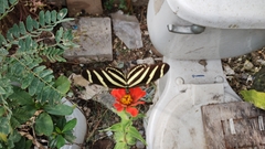 Heliconius charithonia vazquezae