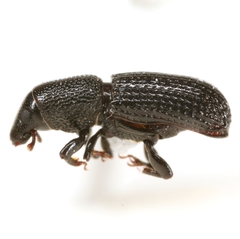 Tomolips quercicola