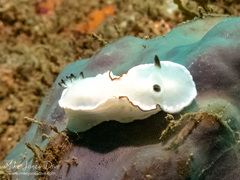 Glossodoris angasi