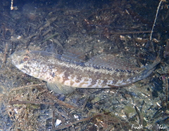Gobius ophiocephalus