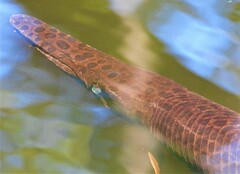 Lepisosteus platyrhincus