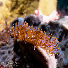 Pteraeolidia ianthina