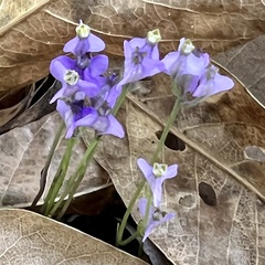 Burmannia biflora