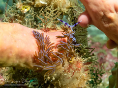Pteraeolidia ianthina