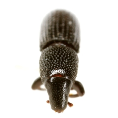 Tomolips quercicola