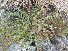Anisotome aromatica