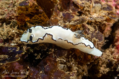 Doriprismatica atromarginata