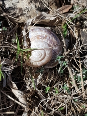 Otala punctata