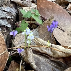 Burmannia biflora