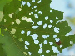 Neochlamisus platani