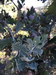 Quercus ithaburensis