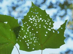 Neochlamisus platani