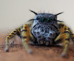 Phidippus mystaceus