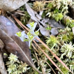 Burmannia biflora