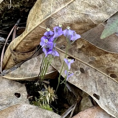Burmannia biflora