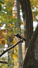 Acanthocephala terminalis