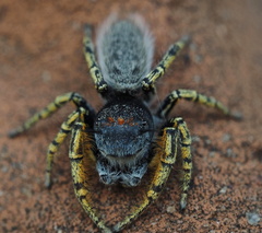Phidippus mystaceus