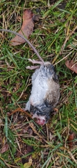 Apodemus sylvaticus