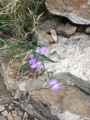 Hesperidanthus linearifolius