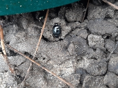 Histeridae