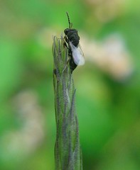 Eurytomidae