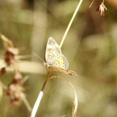 Phyciodes phaon